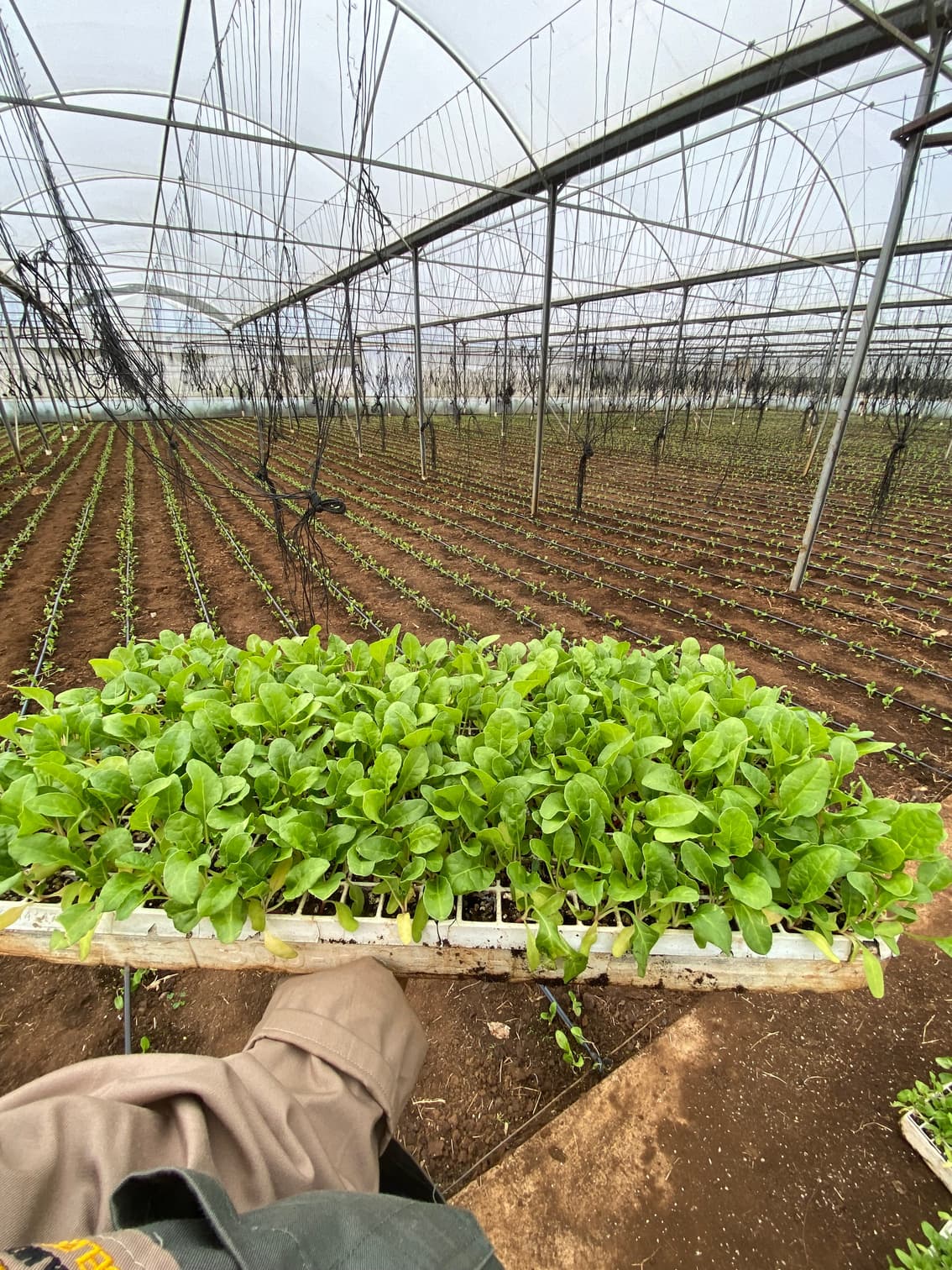 Seedlings in greenhouse