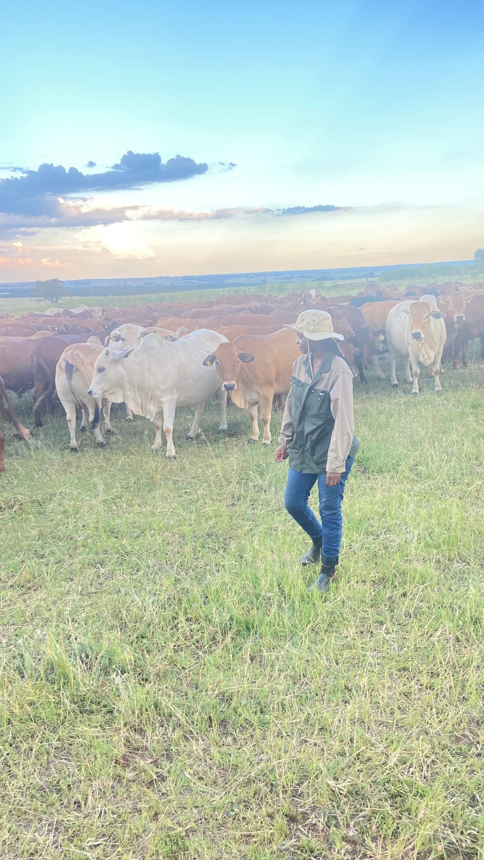 Livestock
