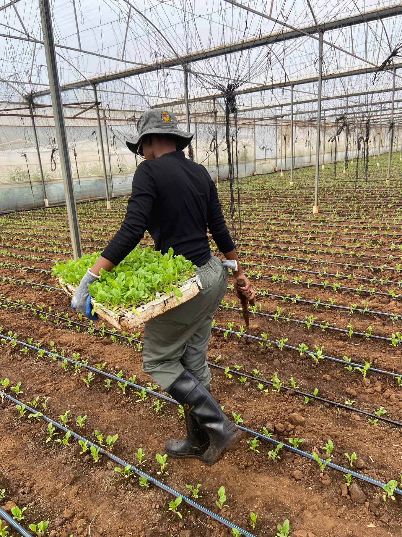 Planting seedlings